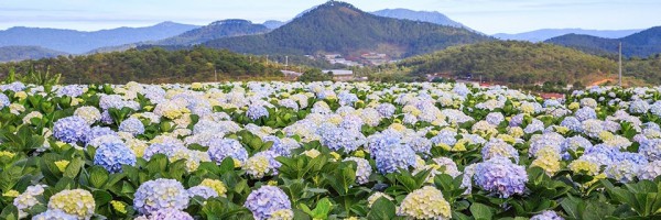 6D5N (Can Tho - HCM - Mui Ne - Da Lat)